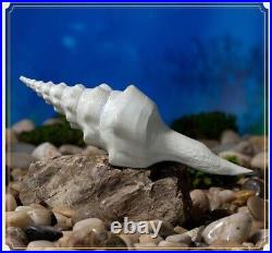 China Pure copper Hand-carved conch sea snail art Statue Home gifts Set 4pcs